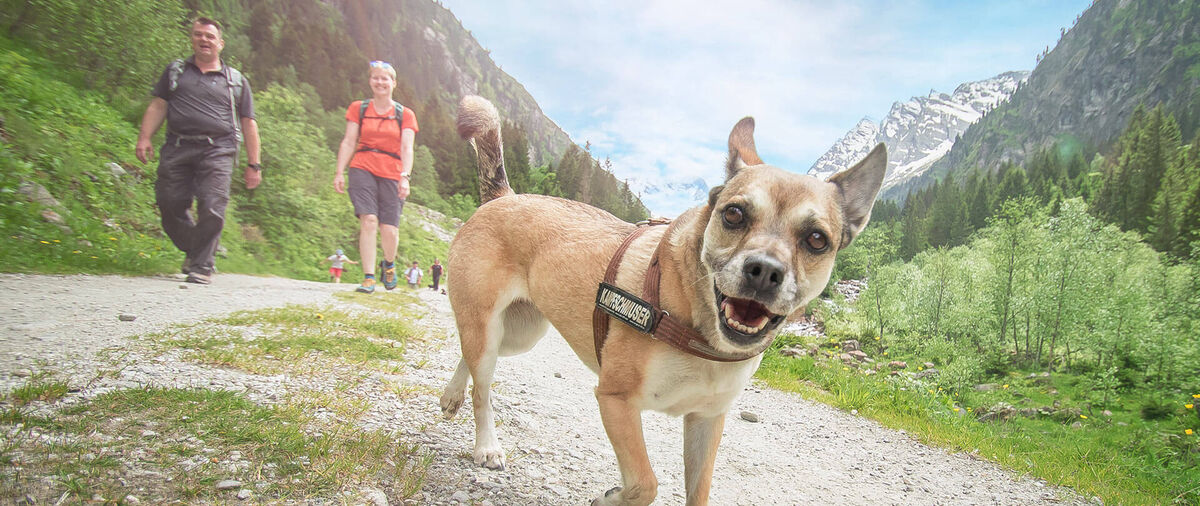 Urlaub mit Hund im 4 Sterne Hotel im Zillertal Tirol Österreich